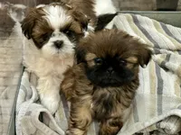 Mini 'May' Imperial, a female Shih Tzu for sale in Berrien Springs, MI – 3 of 10
