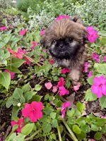 Mini 'May' Imperial, a female Shih Tzu for sale in Berrien Springs, MI – 3 of 10