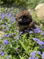 Mini 'May' Imperial, a female Shih Tzu for sale in Berrien Springs, MI – 4 of 10