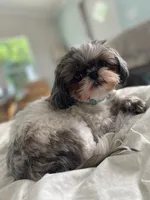 Mini 'May' Imperial, a female Shih Tzu for sale in Berrien Springs, MI – 8 of 10