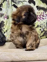 Mini 'May' Imperial, a female Shih Tzu for sale in Berrien Springs, MI – 7 of 10
