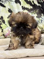 Mini 'May' Imperial, a female Shih Tzu for sale in Berrien Springs, MI – 1 of 10