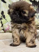 Mini 'May' Imperial, a female Shih Tzu for sale in Berrien Springs, MI – 6 of 10