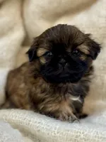 Mini 'May' Imperial, a female Shih Tzu for sale in Berrien Springs, MI – 4 of 10