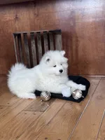 processed/e1cca226-6ce6-456b-8380-6d9f83db163d/listing/083c5da2-2ddb-467b-94f3-ebbda06c51f5/e13f3df0-c525-479a-84c6-34b92ee2f15c