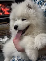 processed/e1cca226-6ce6-456b-8380-6d9f83db163d/listing/083c5da2-2ddb-467b-94f3-ebbda06c51f5/ec164b0b-97ff-4dc3-a713-29409f8525e7