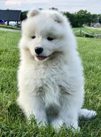 Nellie, a female Samoyed for sale in Apple Creek, OH – 3 of 8