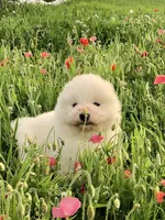 Nellie, a female Samoyed for sale in Apple Creek, OH – 3 of 5