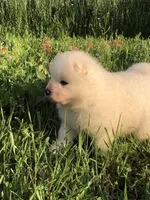 Nellie, a female Samoyed for sale in Apple Creek, OH – 2 of 5