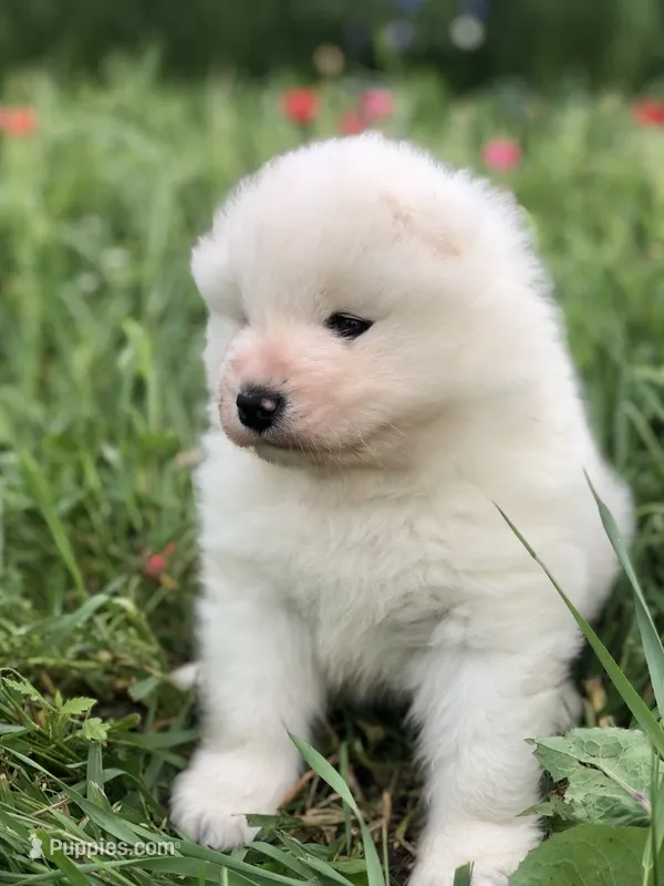 Nellie – Samoyed puppy for sale in Apple Creek, OH