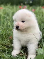 Nellie, a female Samoyed for sale in Apple Creek, OH – 1 of 5