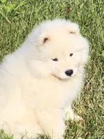 Nellie, a female Samoyed for sale in Apple Creek, OH – 1 of 8
