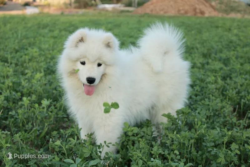 Nellie – Samoyed puppy for sale in Apple Creek, OH