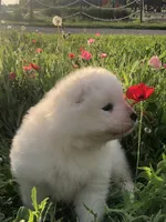 Nellie, a female Samoyed for sale in Apple Creek, OH – 5 of 5