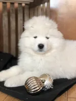 processed/e1cca226-6ce6-456b-8380-6d9f83db163d/listing/b22b4d08-1c5d-4569-ba35-e117c0000695/24640160-a5ef-4a2d-8321-3264b7ba2146