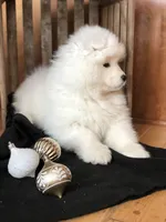 processed/e1cca226-6ce6-456b-8380-6d9f83db163d/listing/b22b4d08-1c5d-4569-ba35-e117c0000695/e6ce4683-62bb-4253-824b-fe61bdc979c8