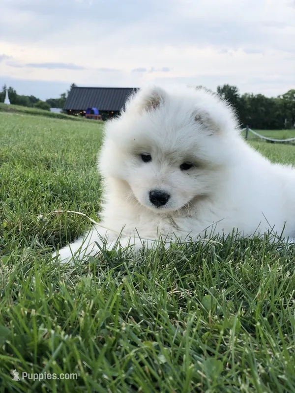 Nellie – Samoyed puppy for sale in Apple Creek, OH