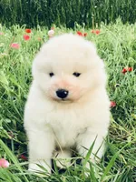 Nellie, a female Samoyed for sale in Apple Creek, OH – 4 of 5