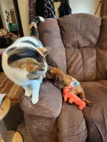 Little Girlie, a female Dachshund for sale in Midland, MI – Photo 2 of 3