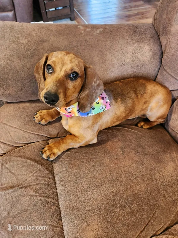 Little Girlie – Dachshund puppy for sale in Midland, MI