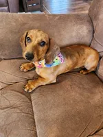 Little Girlie, a female Dachshund for sale in Midland, MI – Photo 1 of 3