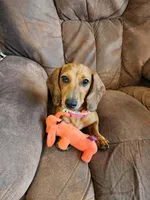 Little Girlie, a female Dachshund for sale in Midland, MI – Photo 3 of 3