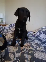 Tucker, a male German Shepherd Dog and Labrador Retriever for sale in Winlock, WA – 2 of 6