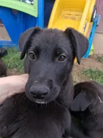 Rigby, a male German Shepherd Dog and Labrador Retriever for sale in Winlock, WA – 6 of 6
