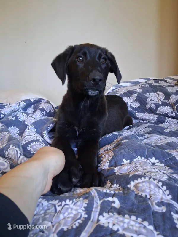 Tito – German Shepherd Dog, Labrador Retriever puppy for sale in Winlock, WA