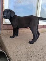 Gunner, a male German Shepherd Dog and Labrador Retriever for sale in Winlock, WA – 6 of 7