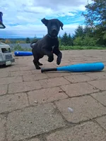 Tucker, a male German Shepherd Dog and Labrador Retriever for sale in Winlock, WA – 4 of 6