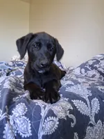 Gunner, a male German Shepherd Dog and Labrador Retriever for sale in Winlock, WA – 7 of 7