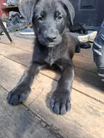 Rigby, a male German Shepherd Dog and Labrador Retriever for sale in Winlock, WA – 2 of 6