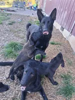 Tito, a male German Shepherd Dog and Labrador Retriever for sale in Winlock, WA – 3 of 6