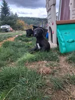 Trigger, a male German Shepherd Dog and Labrador Retriever for sale in Winlock, WA – 5 of 5