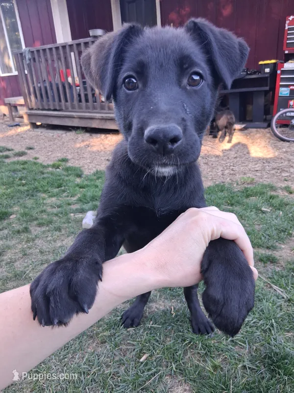 Rigby, a male German Shepherd Dog and Labrador Retriever for sale in Winlock, WA – 1 of 6