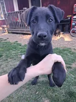 Rigby, a male German Shepherd Dog and Labrador Retriever for sale in Winlock, WA – 1 of 6
