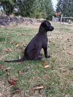 Tito, a male German Shepherd Dog and Labrador Retriever for sale in Winlock, WA – 4 of 6