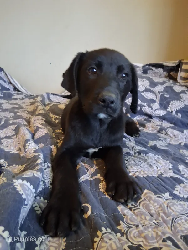 Tucker – German Shepherd Dog, Labrador Retriever puppy for sale in Winlock, WA