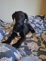 Trigger, a male German Shepherd Dog and Labrador Retriever for sale in Winlock, WA – 3 of 5