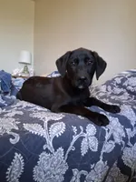 Gunner, a male German Shepherd Dog and Labrador Retriever for sale in Winlock, WA – 4 of 7
