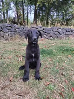 Tito, a male German Shepherd Dog and Labrador Retriever for sale in Winlock, WA – 6 of 6