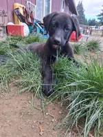 Gunner, a male German Shepherd Dog and Labrador Retriever for sale in Winlock, WA – 5 of 7