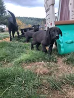 Trigger, a male German Shepherd Dog and Labrador Retriever for sale in Winlock, WA – 2 of 5