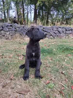 Tito, a male German Shepherd Dog and Labrador Retriever for sale in Winlock, WA – 5 of 6