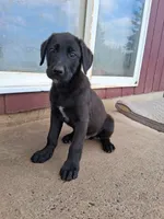 Gunner, a male German Shepherd Dog and Labrador Retriever for sale in Winlock, WA – 1 of 7