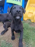 Rigby, a male German Shepherd Dog and Labrador Retriever for sale in Winlock, WA – 5 of 6
