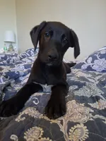 Trigger, a male German Shepherd Dog and Labrador Retriever for sale in Winlock, WA – 4 of 5