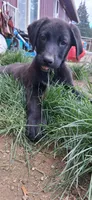 Gunner, a male German Shepherd Dog and Labrador Retriever for sale in Winlock, WA – 2 of 7
