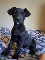 Rigby, a male German Shepherd Dog and Labrador Retriever for sale in Winlock, WA – 3 of 6